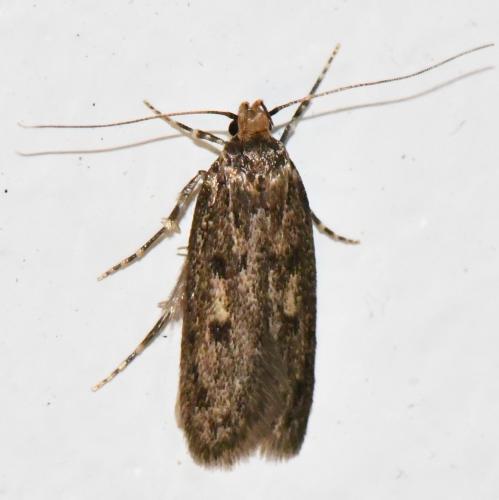 Hofmannophila pseudospretella